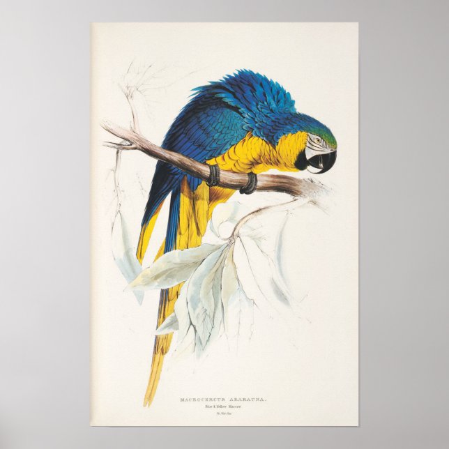 Poster bleu et jaune de Macaw (Devant)