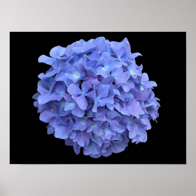 Poster bleu Hydrangea Blossom (Devant)