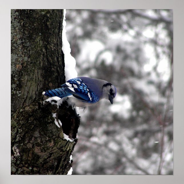 Poster bleu Jay / Imprimer (Devant)