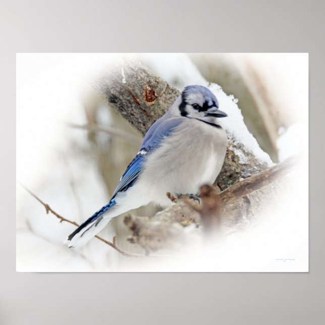 Poster Bleu Jay Songbird en neige (Devant)