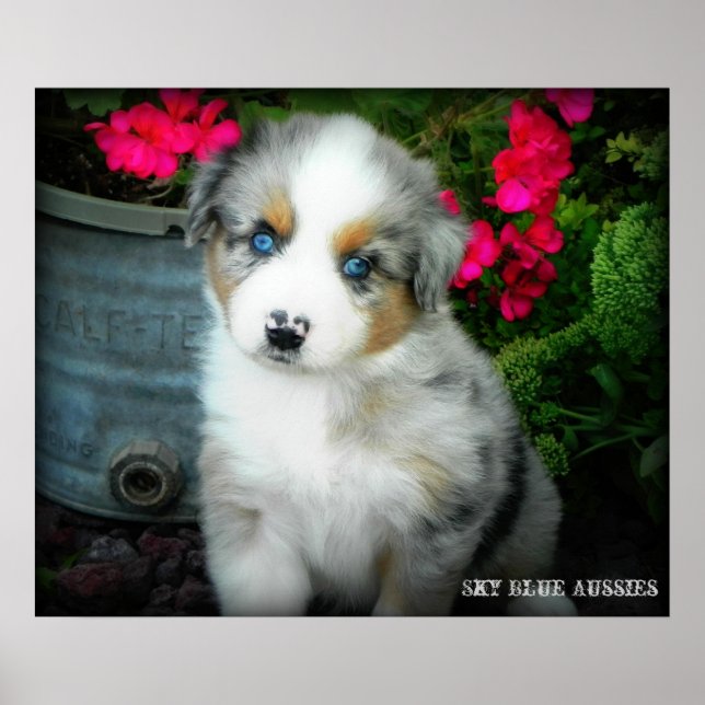Poster bleu Merle Aussie 2 Chiot (Devant)
