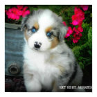 Poster bleu Merle Aussie 2 Chiot