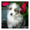 Poster bleu Merle Aussie 2 Chiot