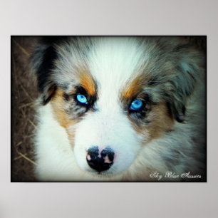 Poster bleu Merle Aussie Puppy