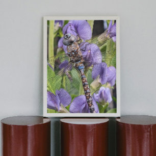 Poster Bleu-Oyé Darner Dragonfly Glossy