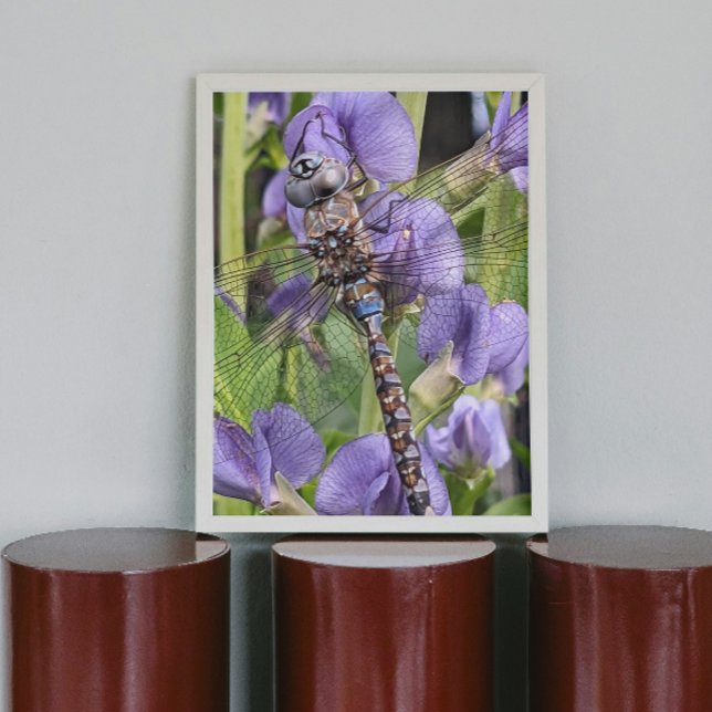 Poster Bleu-Oyé Darner Dragonfly Glossy (In Situ)