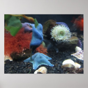 Poster bleu Starfish