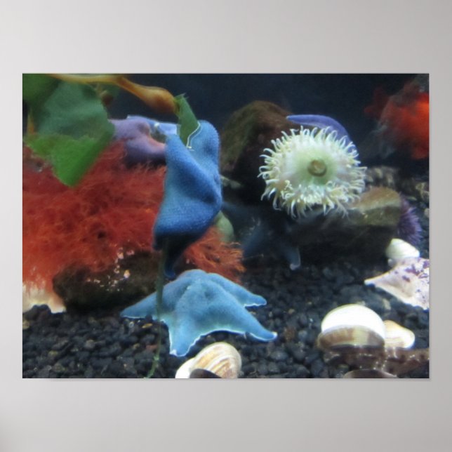 Poster bleu Starfish (Devant)