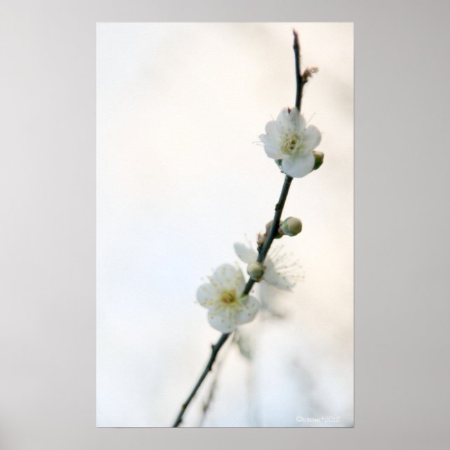 Poster Bliss de printemps (Devant)