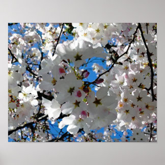 Poster Blisser Blossoms