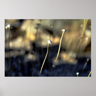 Poster Bloom du désert