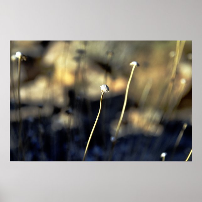 Poster Bloom du désert (Devant)