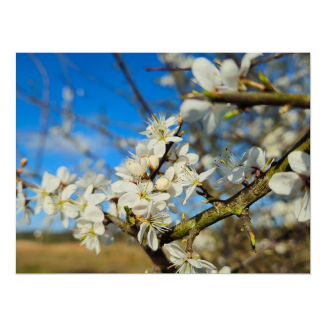 Poster Blossom (Devant)