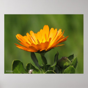 Poster - Blossom Calendual