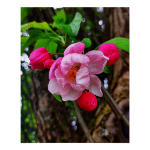 POSTER BLOSSOM DE POMME