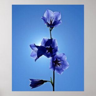 Poster Blue Bellflower