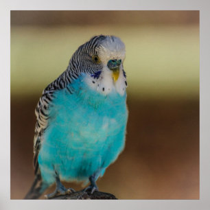 Poster Blue Budgie