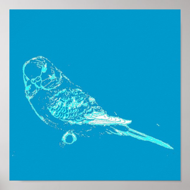 Poster Blue Budgie (Devant)