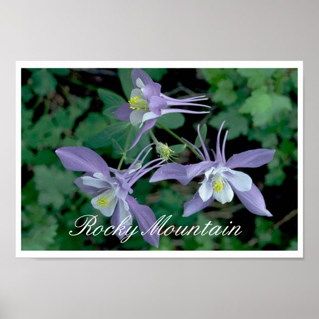 Poster Blue Columbine, Parc national des Rocheuses (Devant)