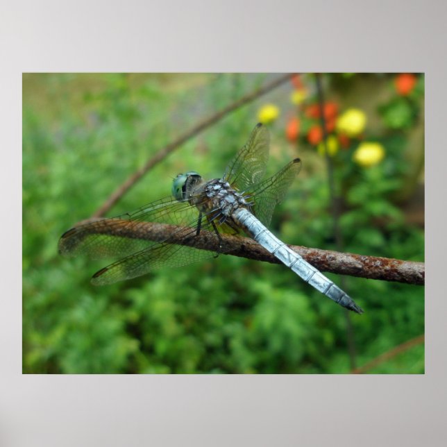 Poster Blue Dasher Dragonfly (Devant)