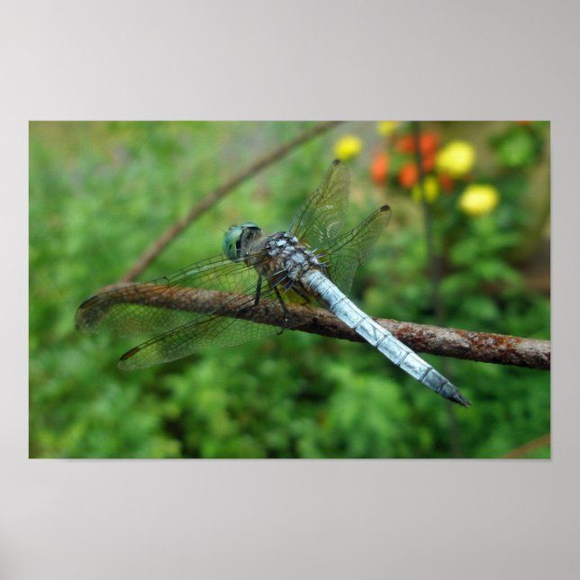 Poster Blue Dasher Dragonfly (Devant)