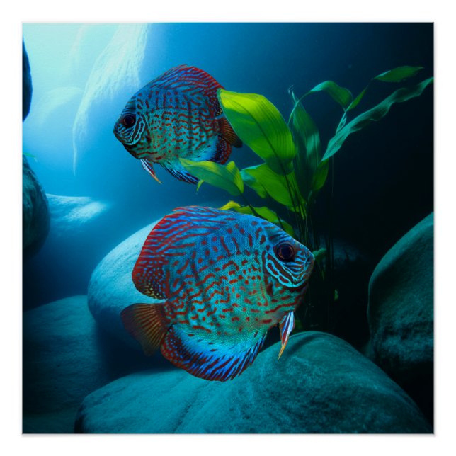 Poster Blue Discus Fish Aquarium Fish Tank Art (Devant)