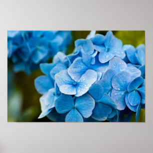 Poster Blue Hydrangea