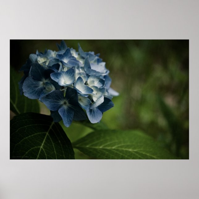 Poster Blue Hydrangea 8519 Imprimer (Devant)