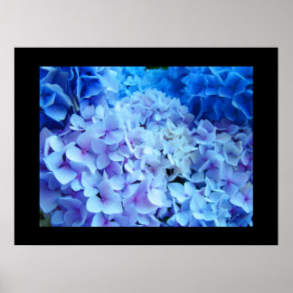 Poster BLUE Hydrangea Garden Fleurs imprimés d'art