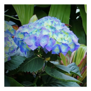 Poster Blue Hydrangeas Fleurs Floral Nature Photographie