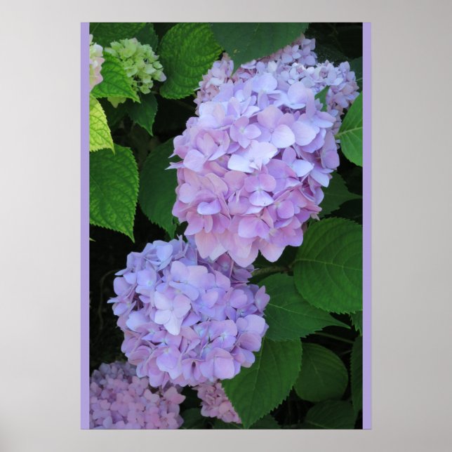 Poster Blue Hydrangeas (Photo) (Devant)