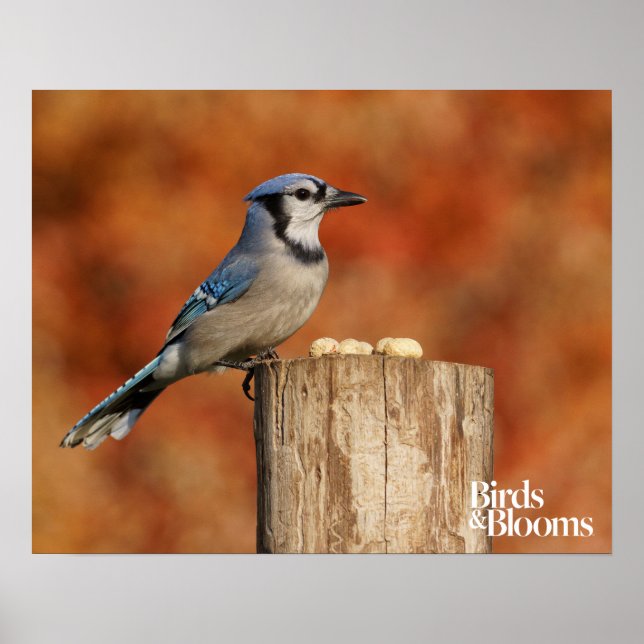 Poster Blue Jay (Devant)