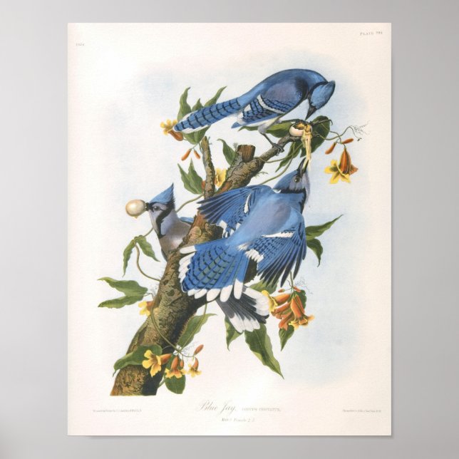 Poster Blue Jay, John James Audubon Fine Art (Devant)