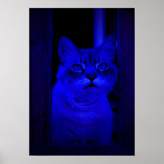 Poster Blue Kitty
