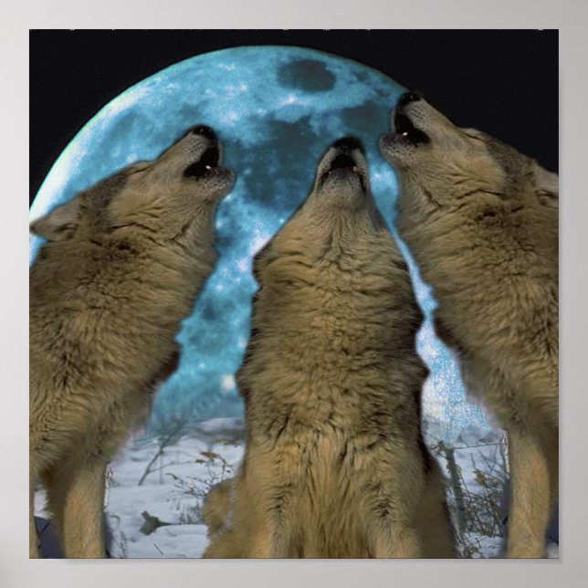 POSTER BLUE MOON WOLVES HOLLLING CANVAS IMPRIMER (Devant)