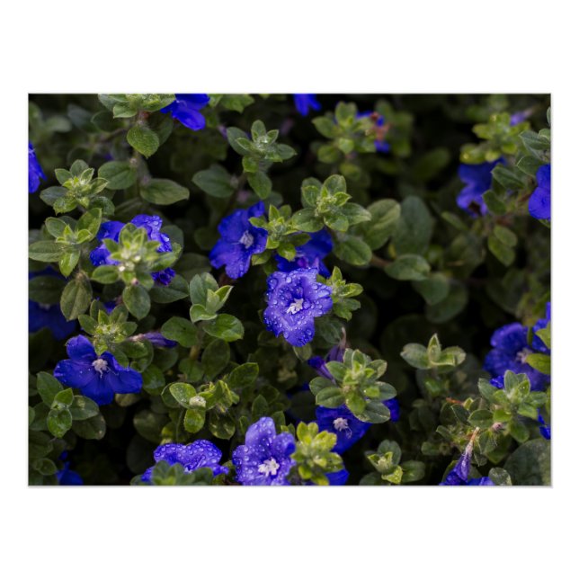 Poster Blue Nwarf Morning Glory Print (Devant)