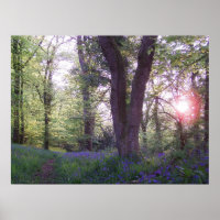 Bluebell Walk