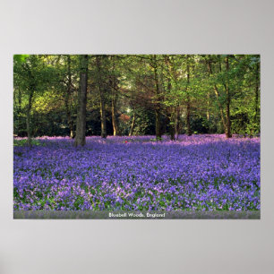 Poster Bluebell Woods, Angleterre