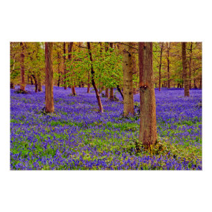Poster Bluebell Woods Grays Court Oxfordshire Angleterre