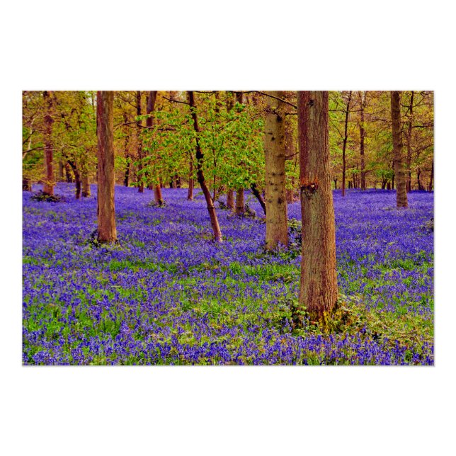 Poster Bluebell Woods Grays Court Oxfordshire Angleterre (Devant)