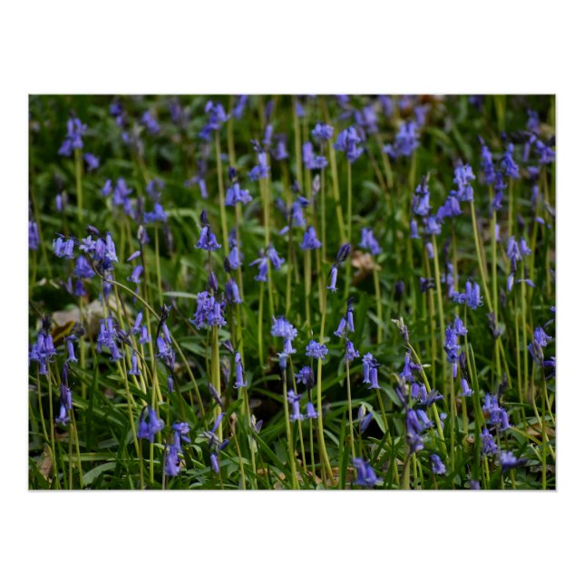 Poster Bluebells (Devant)