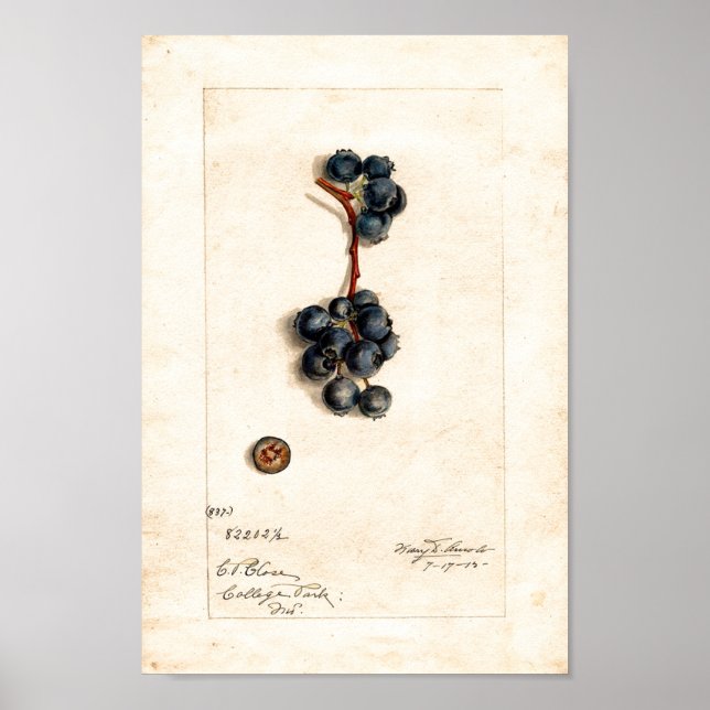 Poster - Blueberries Par James Shull (Devant)