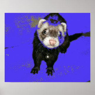 Poster Blueberry Jam Ferret