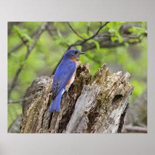 Poster Bluebird