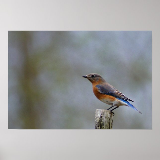 Poster Bluebird sur le billet (Devant)
