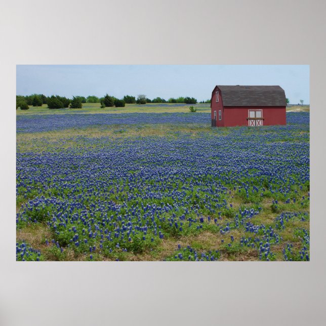 Poster Bluebonnets et une grange rouge (Devant)