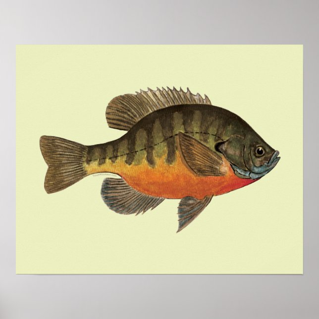 Poster Bluegill Bream (Devant)