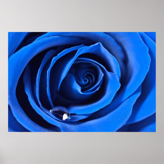 Poster BlueRose (Devant)