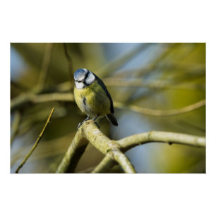 Poster Bluetit regarde la caméra