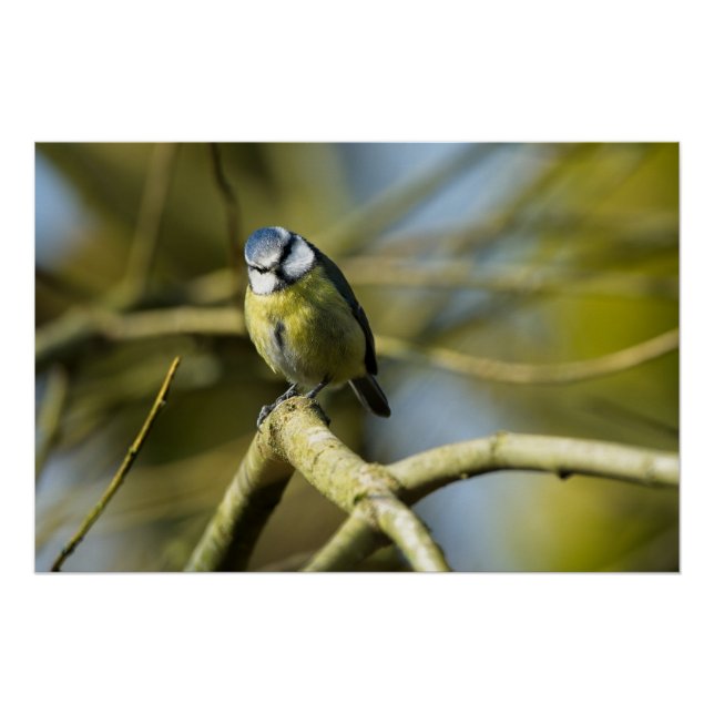 Poster Bluetit regarde la caméra (Devant)